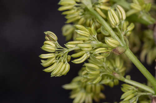 Fraxinus profunda #27